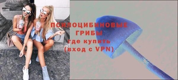 прущие грибы Медногорск